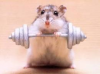 strong mouse.png